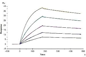 Surface Plasmon Resonance (SPR) image for Interleukin 10 Receptor, alpha (IL10RA) (AA 22-233) protein (His tag) (ABIN7274878)