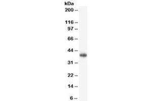 Western blot testing of human brain lysate with CD47 antibody (clone B6H12. (CD47 抗体)