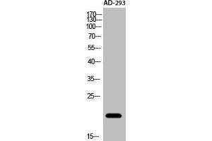 Western Blot analysis of AD-293 cells using Acetyl-NF-E4 (K43) Polyclonal Antibody (NFE4 抗体  (acLys43))
