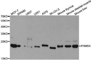 Western blot analysis of extracts of various cell lines, using PSMB4 antibody.
