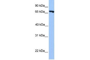 WB Suggested Anti-PRDM6 Antibody Titration:  0. (PRDM6 抗体  (N-Term))