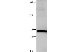 Western Blot analysis of Hela cell using Galectin 1 Polyclonal Antibody at dilution of 1:500 (LGALS1/Galectin 1 抗体)
