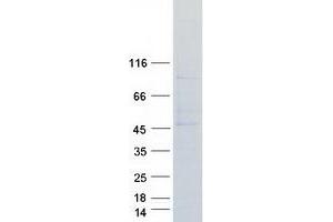Western Blotting (WB) image for Apelin Receptor (APLNR) protein (Myc-DYKDDDDK Tag) (ABIN2714785)
