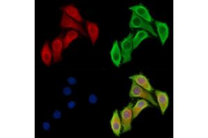 ABIN7095164 and ABIN7099220 staining Hela cells by IF/ICC. (ACP1 抗体)