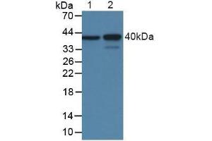 Figure. (MBP 抗体  (AA 220-301))