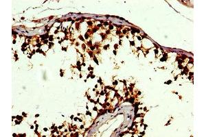 IHC image of ABIN7152350 diluted at 1:500 and staining in paraffin-embedded human testis tissue performed on a Leica BondTM system. (SOD3 抗体  (AA 19-160))