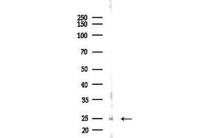 anti-Proline Rich Gla (G-Carboxyglutamic Acid) 1 (PRRG1) antibody