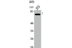 Western Blot analysis of NIH-3T3 cells using Phospho-Synapsin I (S9) Polyclonal Antibody (SYN1 抗体  (pSer9))