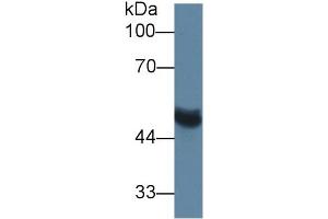 Rabbit Capture antibody from the kit in WB with Positive Control:  Rat serum.
