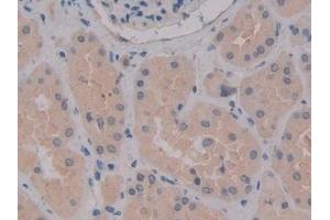 Detection of MPG1 in Human Kidney Tissue using Polyclonal Antibody to Macrophage Expressed Gene 1 Protein (MPG1) (MPEG1 抗体  (AA 313-580))