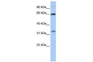 Western Blotting (WB) image for anti-Solute Carrier Family 24 (Sodium/potassium/calcium Exchanger), Member 6 (SLC24A6) (Middle Region) antibody (ABIN2781687)