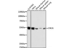Western blot analysis of extracts of various cell lines using STK26 Polyclonal Antibody at dilution of 1:1000. (STK26/MST4 抗体)