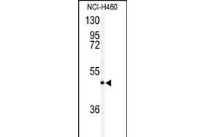 Western blot analysis of AIFM2 antibody (Center) (ABIN388147 and ABIN2846511) in NCI- cell line lysates (35 μg/lane). (AIFM2 抗体  (AA 205-233))