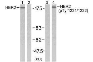 Western blot analysis of extracts from SK-OV3 cells using HER2 (Ab-1221/1222) antibody (E021071, Line 1 and 2) and HER2 (phospho-Tyr1221/Tyr1222) antibody (E011076, Line 3 and 4). (ErbB2/Her2 抗体  (pTyr1221, pTyr1222))