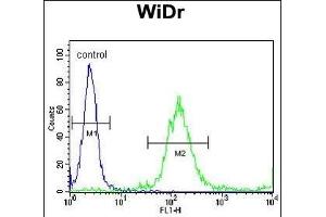 RELA Antibody (N-term) (ABIN1882124 and ABIN2841044) flow cytometric analysis of WiDr cells (right histogram) compared to a negative control cell (left histogram). (NF-kB p65 抗体  (N-Term))