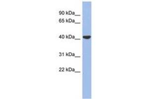 Image no. 1 for anti-Gap Junction Protein, delta 4, 40.1kDa (GJD4) (AA 287-336) antibody (ABIN6742705) (GJD4 抗体  (AA 287-336))