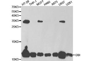 Western Blotting (WB) image for anti-Diazepam Binding Inhibitor (DBI) antibody (ABIN1876558) (Diazepam Binding Inhibitor 抗体)
