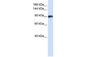 Western Blotting (WB) image for anti-DNA repair and recombination protein RAD54B (RAD54B) antibody (ABIN2458241) (RAD54B 抗体)
