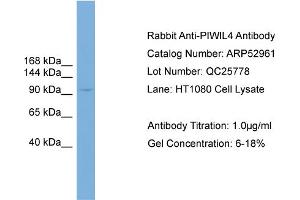 WB Suggested Anti-PIWIL4  Antibody Titration: 0. (PIWIL4 抗体  (N-Term))