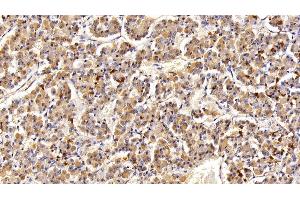Detection of PRL in Porcine Pituitary Tissue using Polyclonal Antibody to Prolactin (PRL) (Prolactin 抗体  (AA 30-226))