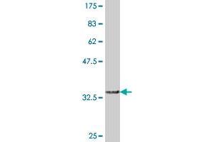 Western Blot detection against Immunogen (36. (FBXO40 抗体  (AA 620-709))