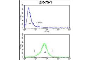Flow cytometric analysis of ZR-75-1 cells (bottom histogram) compared to a negative control cell (top histogram). (COQ3 抗体  (AA 172-201))