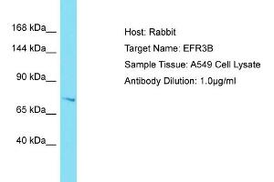Host: Rabbit Target Name: EFR3B Sample Tissue: Human A549 Whole Cell Antibody Dilution: 1ug/ml (EFR3B 抗体  (N-Term))
