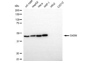 anti-3-Oxoacyl-ACP Synthase, Mitochondrial (OXSM) antibody
