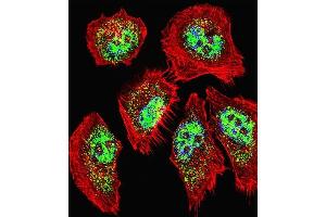Fluorescent confocal image of A549 cell stained with ZHX2 Antibody (N-term) (ABIN1538947 and ABIN2850190). (ZHX2 抗体  (N-Term))