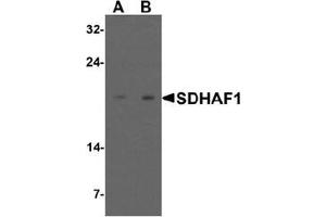 Western blot analysis of SDHAF1 in 3T3 cell lysate with SDHAF1 antibody at (A) 1 and (B) 2 ug/mL. (SDHAF1 抗体  (C-Term))