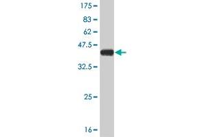 Western Blot detection against Immunogen (37. (STMN2 抗体  (AA 73-179))