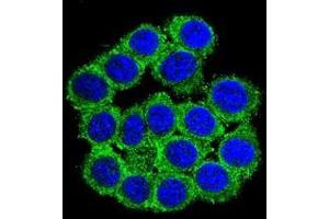 Confocal immunofluorescent analysis of CUZD1 Antibody (C-term)(Cat#AP51141PU-N) with 293 cell followed by Alexa Fluor? (CUZD1 抗体  (C-Term))