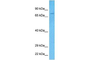 Host:  Rabbit  Target Name:  KIF22  Sample Tissue:  Human 293T Whole Cell  Antibody Dilution:  1ug/ml (KIF22 抗体  (N-Term))