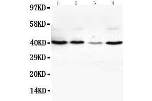 Anti-VEGFD antibody, Western blotting Lane 1: SW620 Cell Lysate Lane 2: COLO320 Cell Lysate Lane 3: 6T-CEM Cell Lysate Lane 4:  Cell Lysate (VEGFD 抗体  (Middle Region))