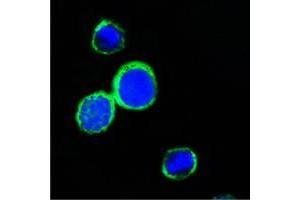 Confocal immunofluorescence analysis of PC12 cells using REG1A mouse mAb (green). (REG1A 抗体)