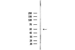 anti-G Protein-Coupled Receptor 142 (GPR142) (Internal Region) antibody