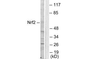 Western Blotting (WB) image for anti-Nuclear Factor (erythroid-Derived 2)-Like 2 (NFE2L2) (C-Term) antibody (ABIN1848701) (NRF2 抗体  (C-Term))