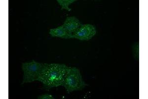 Anti-LGR5 mouse monoclonal antibody ABIN2454875 immunofluorescent staining of COS7 cells transiently transfected by pCMV6-ENTRY LGR5 (RC212845). (LGR5 抗体  (AA 250-550))