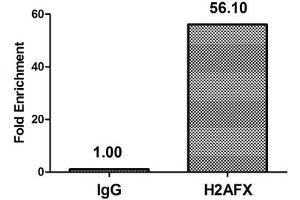 Chromatin Immunoprecipitation Hela (4*10 6 ) were treated with Micrococcal Nuclease, sonicated, and immunoprecipitated with 5 μg anti-H2AFX (ABIN7139615) or a control normal rabbit IgG. (H2AFX 抗体  (pSer139))