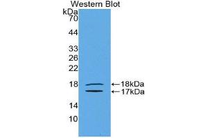 Western Blotting (WB) image for anti-Inhibin, beta E (INHBE) (AA 237-350) antibody (ABIN1078194) (INHBE 抗体  (AA 237-350))