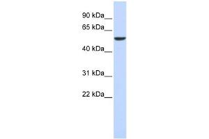 WB Suggested Anti-FOXD4 Antibody Titration:  0. (FOXD4 抗体  (N-Term))