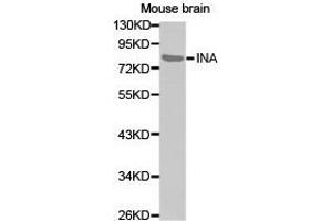 Western Blotting (WB) image for anti-Internexin Neuronal Intermediate Filament Protein, alpha (INA) antibody (ABIN1873228) (INA 抗体)