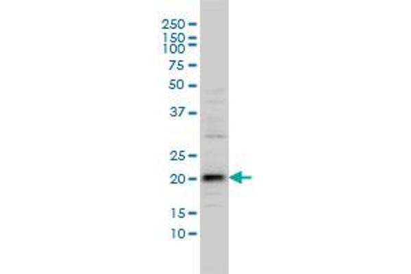 VSTM2L 抗体  (AA 25-204)