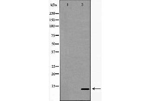 Western blot analysis of Ramos  lysate using TCL1A antibody. (TCL1A 抗体  (Internal Region))
