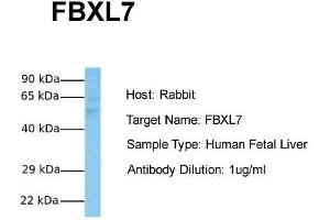 Host:  Rabbit  Target Name:  FBXL7  Sample Tissue:  Human Fetal Liver  Antibody Dilution:  1. (FBXL7 抗体  (N-Term))