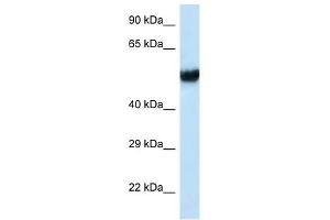 Western Blot showing IFT74 antibody used at a concentration of 1 ug/ml against MCF7 Cell Lysate (IFT74 抗体  (C-Term))