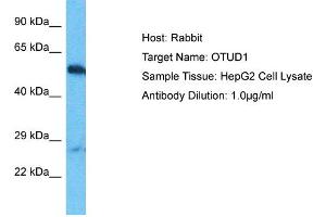 Host: Rabbit Target Name: OTUD1 Sample Type: HepG2 Whole Cell lysates Antibody Dilution: 1. (OTUD1 抗体  (C-Term))