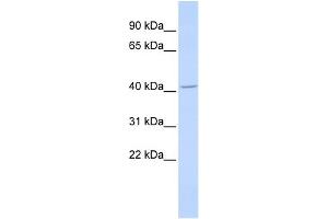 WB Suggested Anti-ALX4 Antibody Titration: 0. (ALX4 抗体  (Middle Region))
