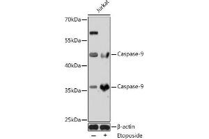 Western blot analysis of extracts of Jurkat cells using Caspase-9 Polyclonal Antibody at dilution of 1:1000. (Caspase 9 抗体)