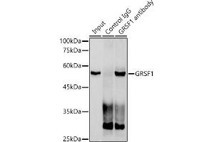 Immunoprecipitation analysis of 300 μg extracts of HeLa cells using 3 μg GRSF1 antibody (ABIN7267318). (GRSF1 抗体)